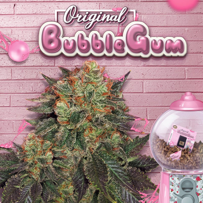 Bubblegum T.H. Seeds | Semillas feminizadas sabor chicle