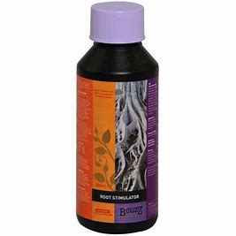 root-stimulator-bcuzz-atami