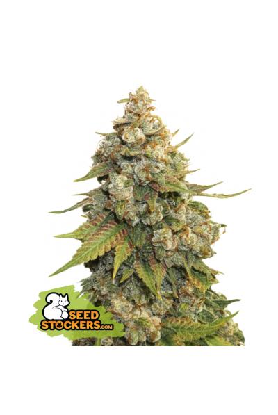 Golden Lemon Haze Fem | Seedstockers