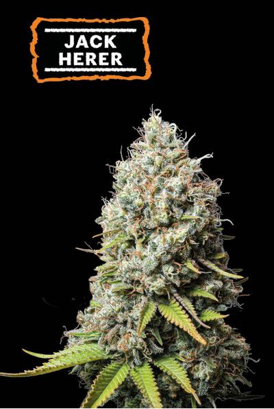 Jack Herer Fem | Seedstockers
