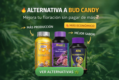 Alternativa a Bud Candy | Sustituto natural para engorde y resina