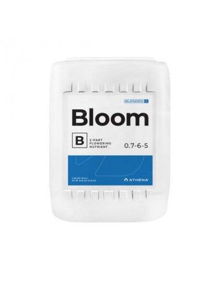 BLOOM B