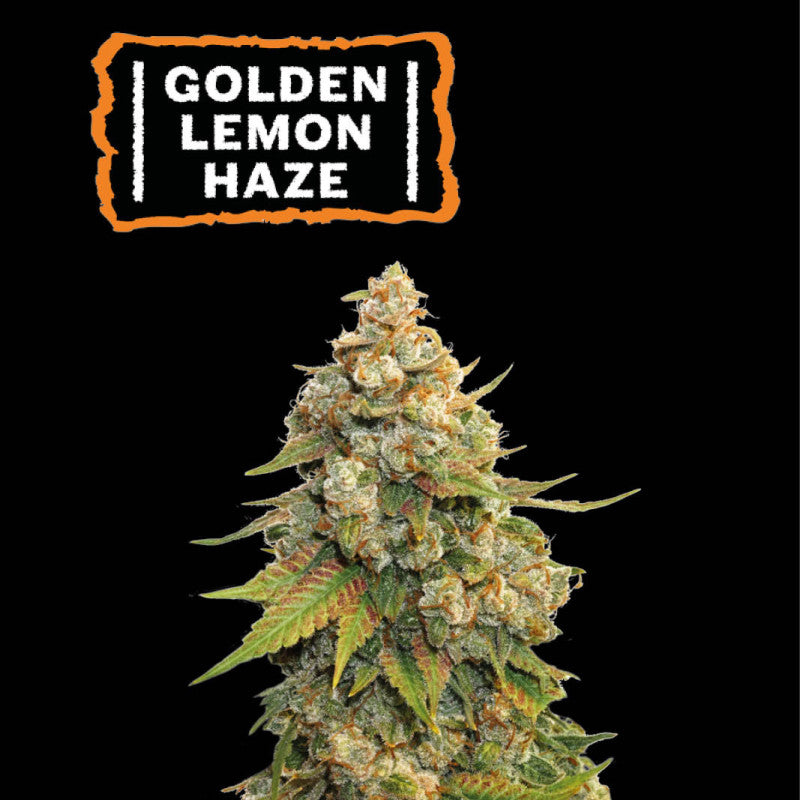 Golden Lemon Haze Fem | Seedstockers