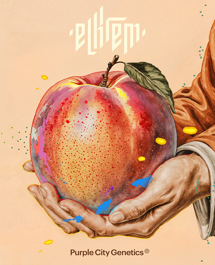 Fez – Purple City Genetics El Krem Peaches | Índica (3 semillas)