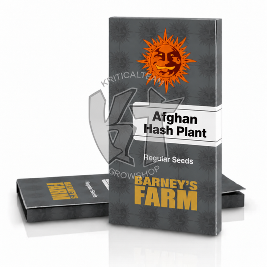 Afghan Hash Plant – Barney’s Farm, Kritical Team