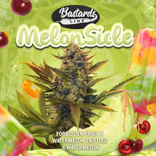 Melonsicle T.H. Seeds | Semillas feminizadas sabor melón