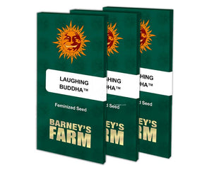 barney's farm seeds-laughing-buddha
