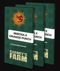 mimosa-x-orange-punch-barney's farm seeds