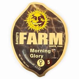 morning-glory-barney's farm seeds