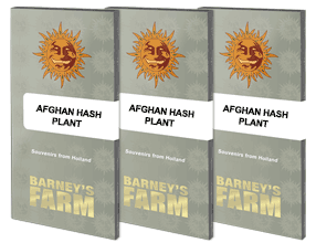 AFGHAN HASH PLANT - REGULAR