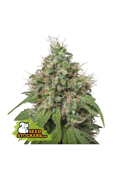 Amnesia Fem | Seedstockers