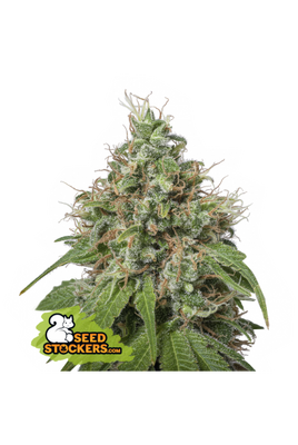AMNESIA FEM
