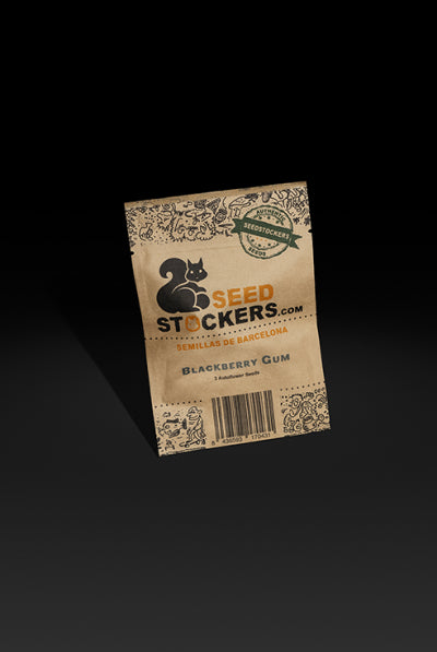 Blackberry Gum Auto | Seedstockers 🚚 Producto bajo pedido