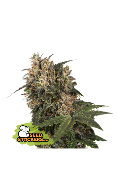 BLACKBERRY GUM FEM