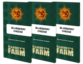 semillas  feminizada  BARNEY'S FARM SEEDS