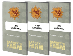 semillas  regulares  Cbd  BARNEY'S FARM SEEDS