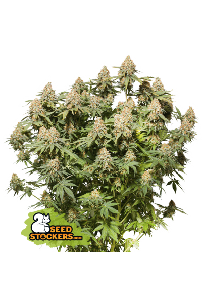 Northern Lights Fem | Seedstockers