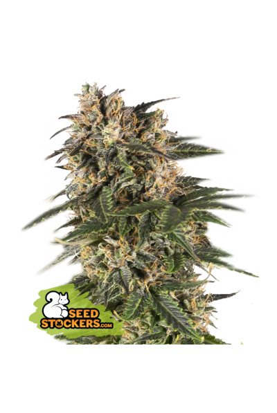 Northern Lights Auto | Seedstockers