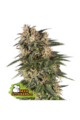 SANTA MARTA HAZE AUTO