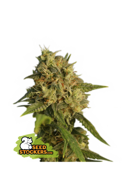 O.G KUSH FEM