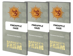 pineapple-haze-barneys-regulares-semillas-regulares-germinar-enraizar-barneys-farm-seeds