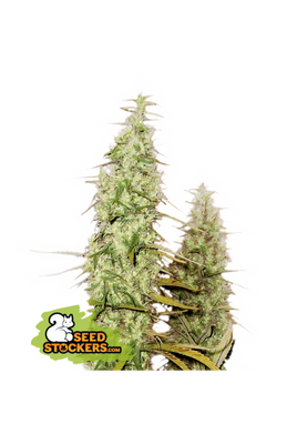 SANTA MARTA HAZE FEM