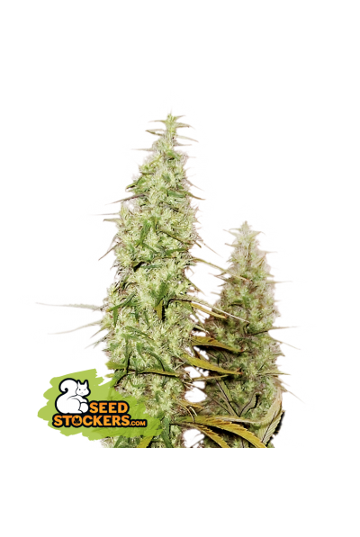 SANTA MARTA HAZE FEM