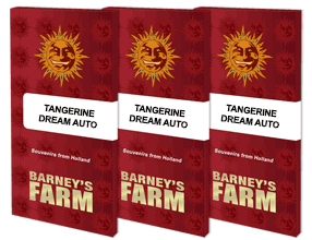 semillas  germinar  enraizar  BARNEY'S FARM SEEDS  automaticas